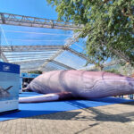 Réplica de baleia jubarte em tamanho real é uma das atrações do Race Village em Ilhabela