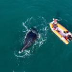 Baleia-jubarte é libertada de redes de pesca durante operação em Ilhabela