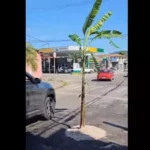 Em protesto, moradores plantam árvore em buraco de rua em Ubatuba