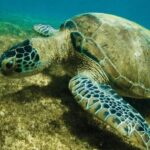 Espécie símbolo do Litoral Norte sai da lista de extinção após 43 anos