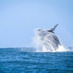 Presença de baleias-jubarte fora da temporada reforça ações de educação ambiental em São Sebastião