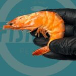 Defeso do camarão começa no Litoral Norte e restringe pesca até abril de 2026