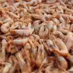 Defeso do camarão tem início na quarta-feira e Prefeitura de São Sebastião reforça ações de conscientização