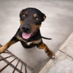 Caraguatatuba promove feira de adoção neste sábado e convida população a participar