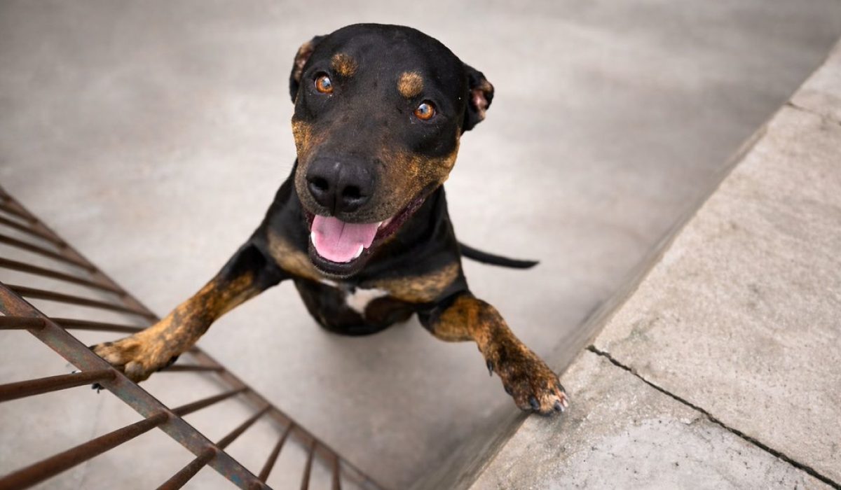 55129425329_1d27f91d9a_b