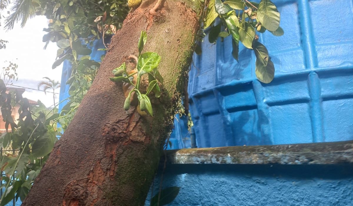 Árvore cai parcialmente em escola municipal na Costa Sul de São Sebastião1
