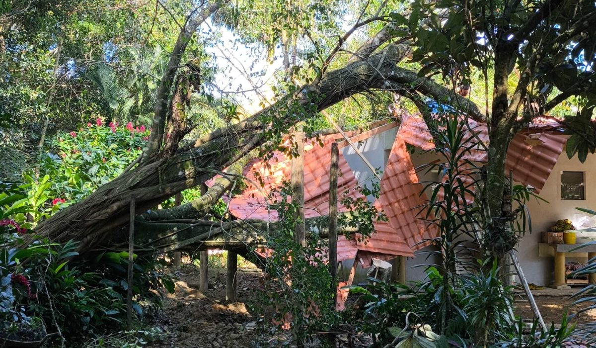 Árvore de grande porte cai sobre casa em Ubatuba2