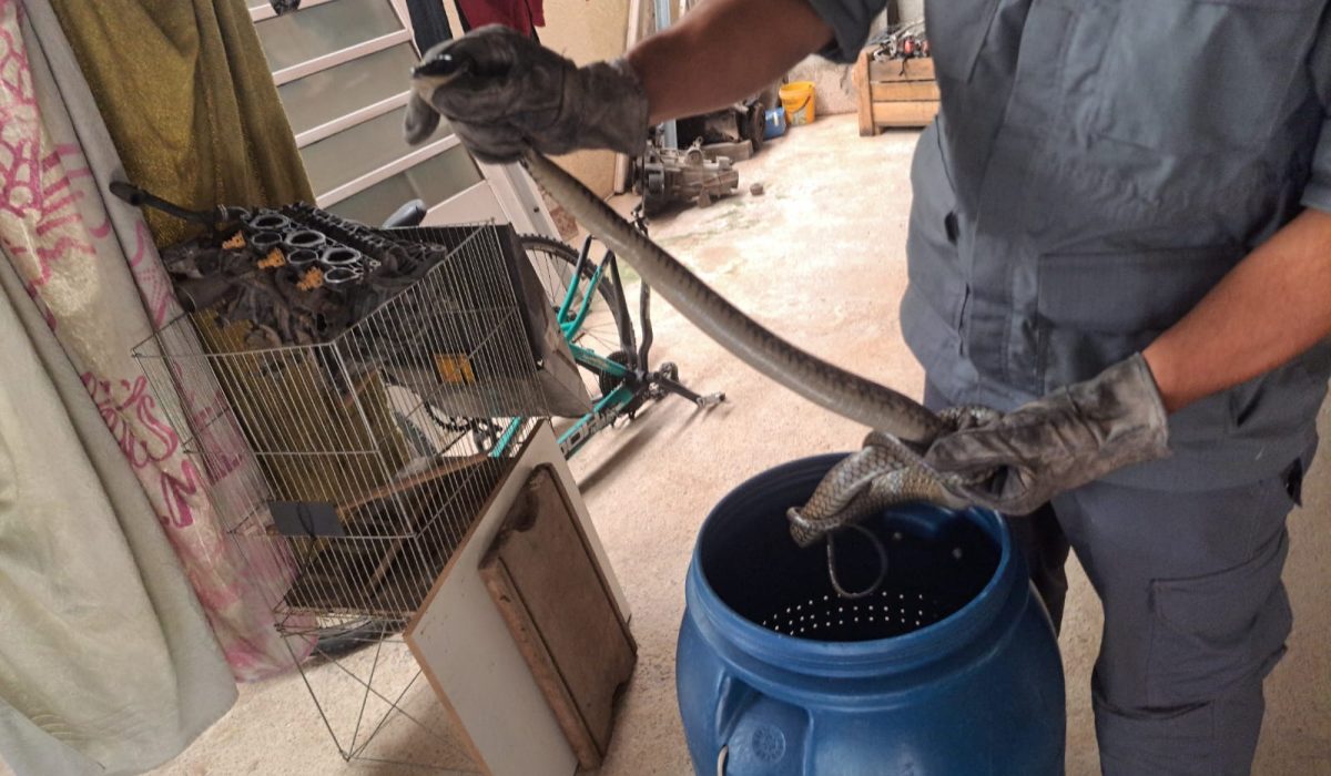Bombeiros capturam cobra em lavanderia de casa no Pegorelli, em Caraguatatuba2