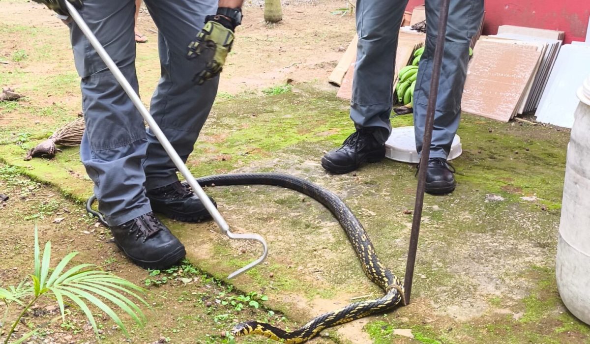 Bombeiros capturam cobra em residência no Centro de Ubatuba2