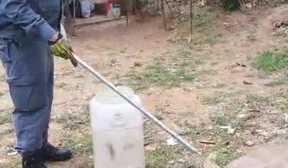 Bombeiros capturam jararaca em quintal de residência em Ilhabela