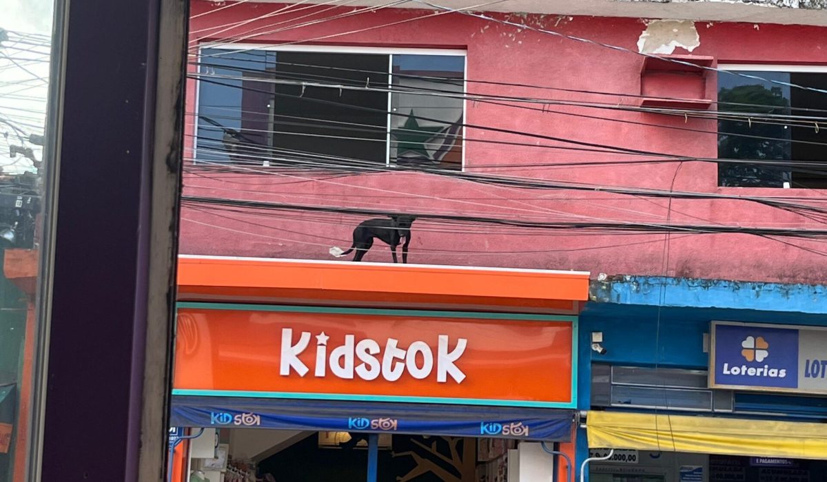 Bombeiros resgatam cachorro após queda de janela no centro de Caraguatatuba