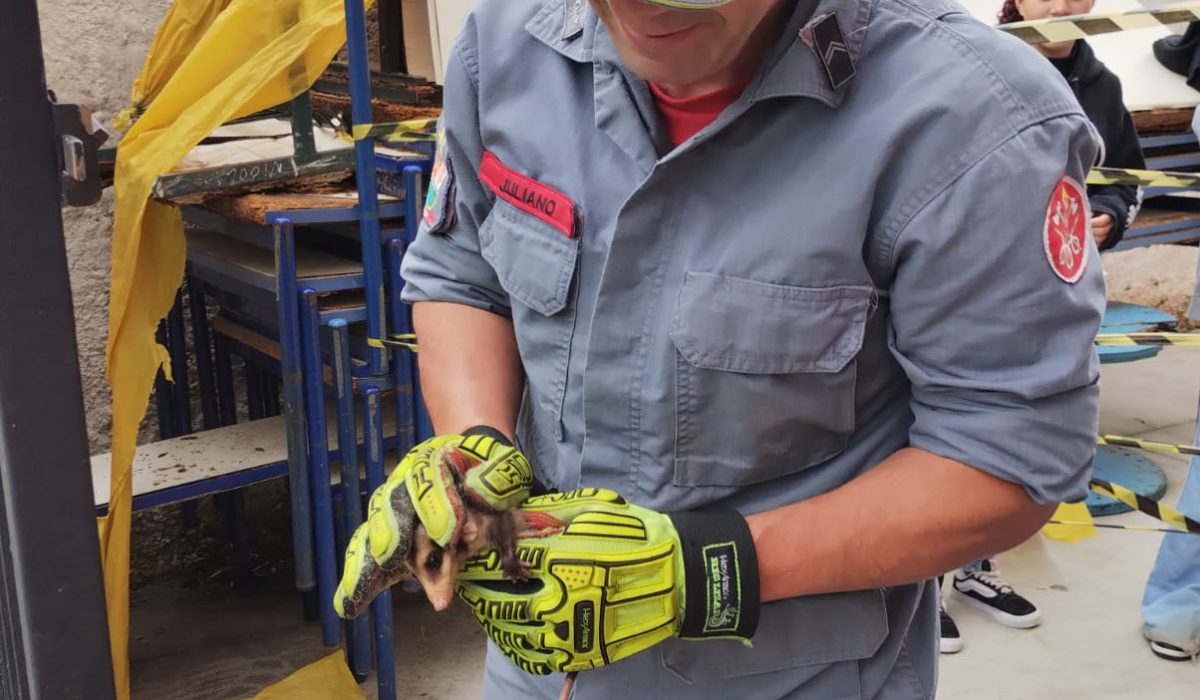 Bombeiros resgatam saruê e filhotes encontrados em escola de Caraguatatuba