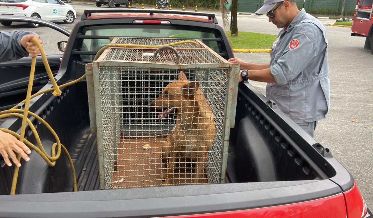 Cão agressivo é capturado pelo Corpo de Bombeiros em condomínio de Caraguatatuba2