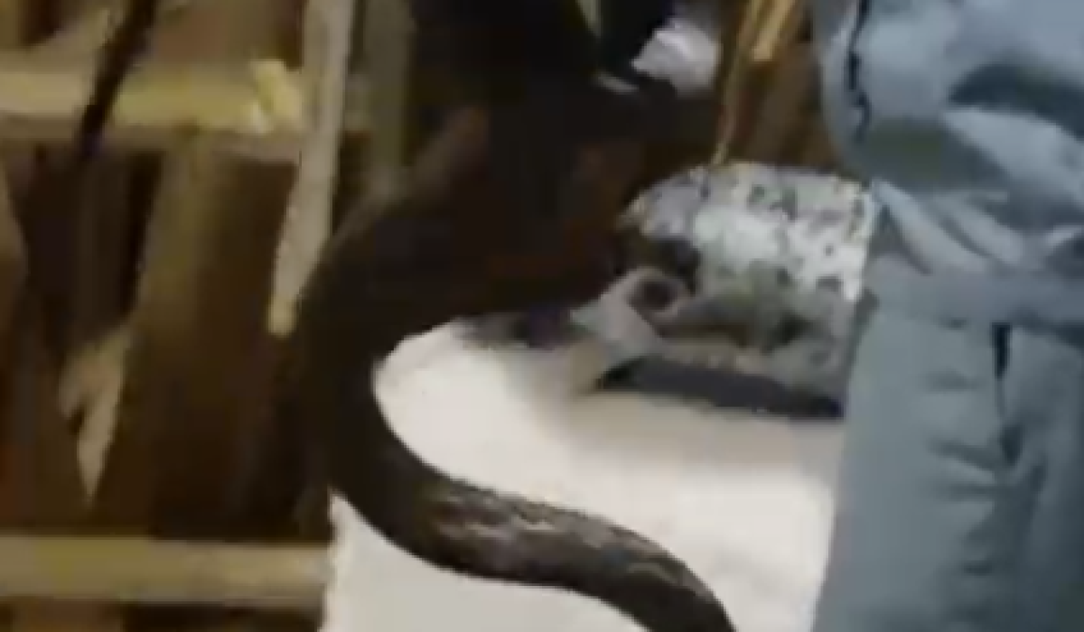 Cobra de grande porte é capturada em residência no bairro da Almada, em Ubatuba2