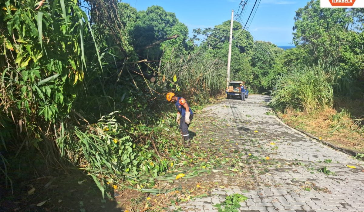 Defesa Civil de Ilhabela registra 8 quedas de árvores após fortes ventos e chuva