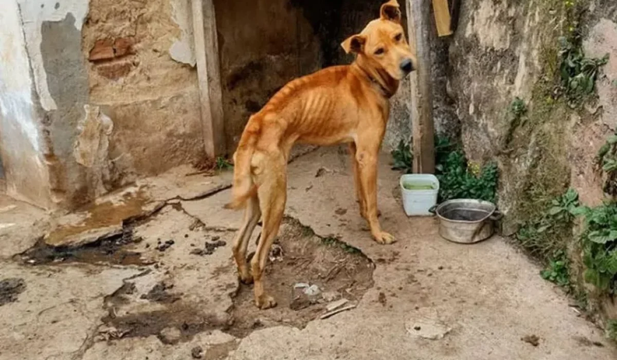 Despesas-do-tratamento-de-animais-em-situacao-de-maus-tratos-poderao-ser-cobradas-de-agressores_Easy-Resize.com-1-1024x683