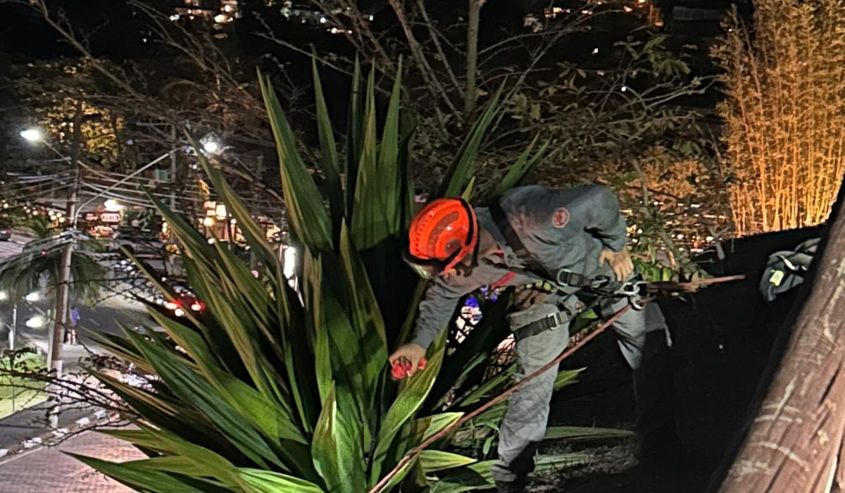 Gato é resgatado pelos bombeiros em área de difícil acesso em Ilhabela1