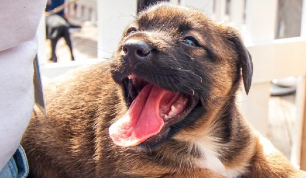 Sábado é dia de Feira de Adoção no Centro de Controle de Zoonoses de Caraguatatuba