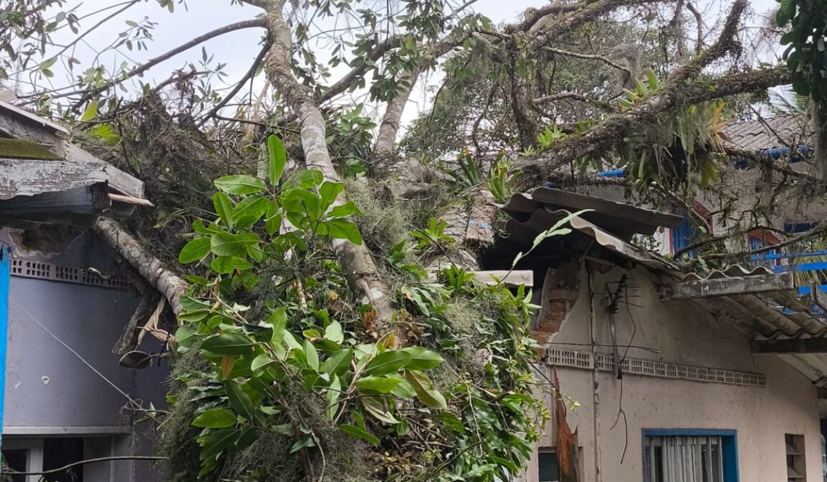 Ventania derruba árvore e danifica casa no Itaguá, em Ubatuba1