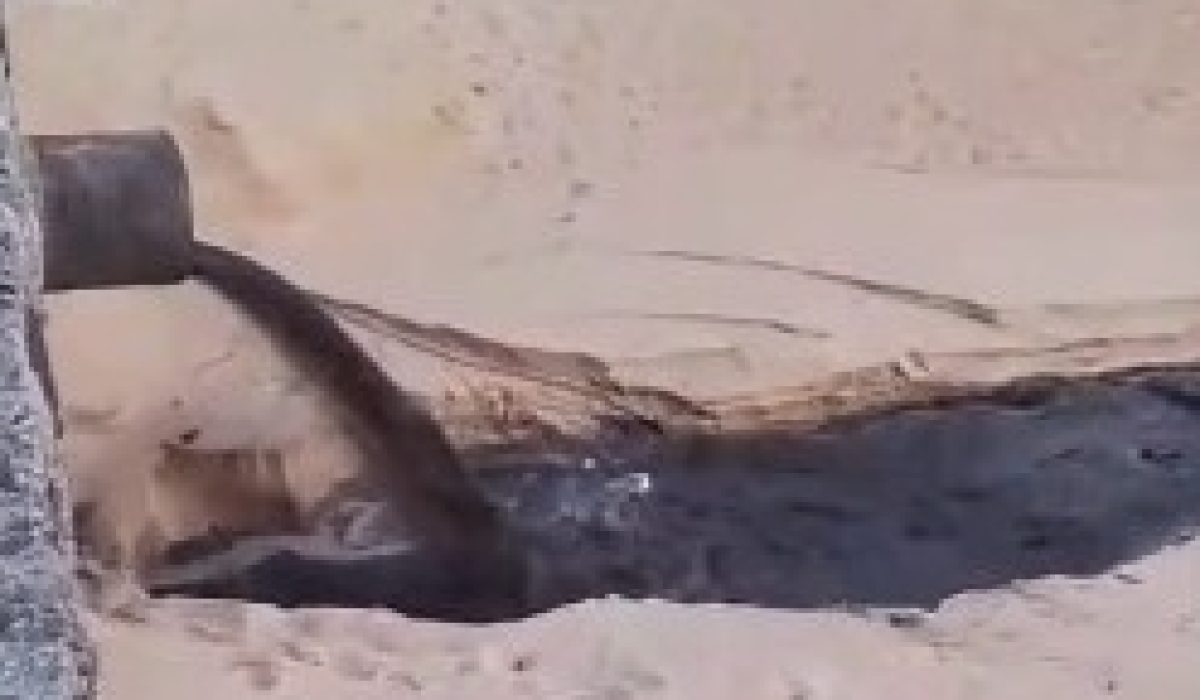 WhatsApp Image 2025-12-01 at 11.42.26