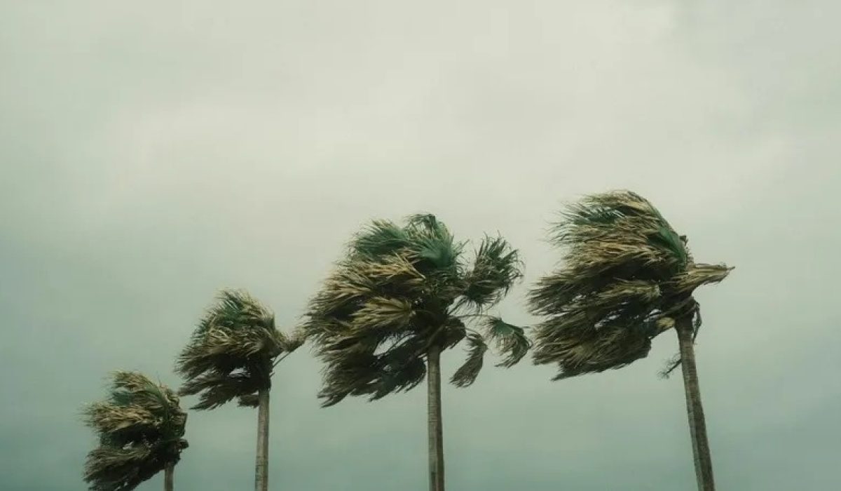 WhatsApp Image 2026-01-08 at 12.44.51