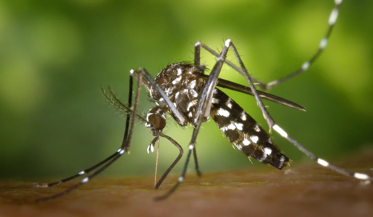 aedes