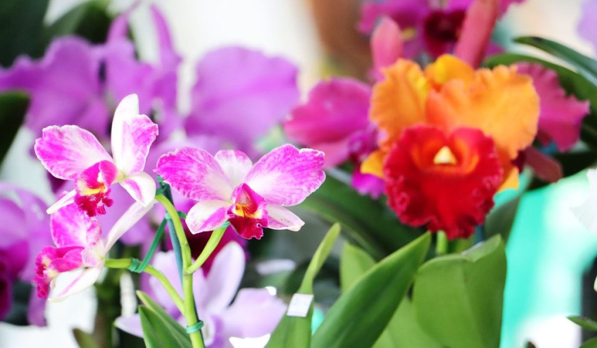 orquídea