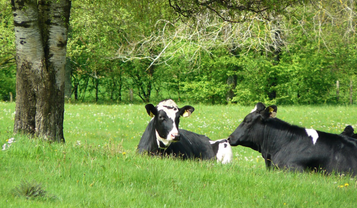 vacas-ajudam-o-solo